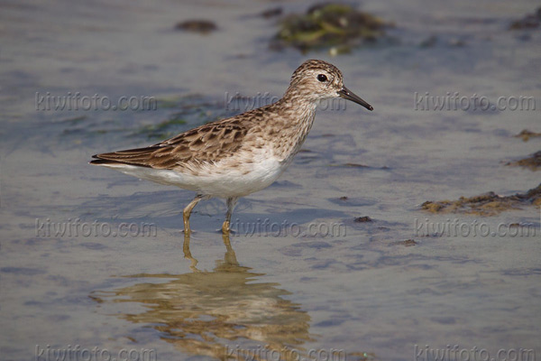 Long-toed Stint Photo @ Kiwifoto.com