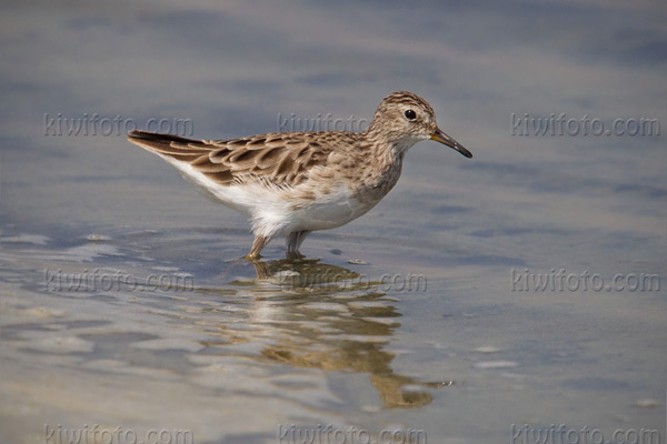 Long-toed Stint Image @ Kiwifoto.com