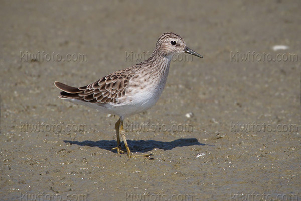 Long-toed Stint Picture @ Kiwifoto.com