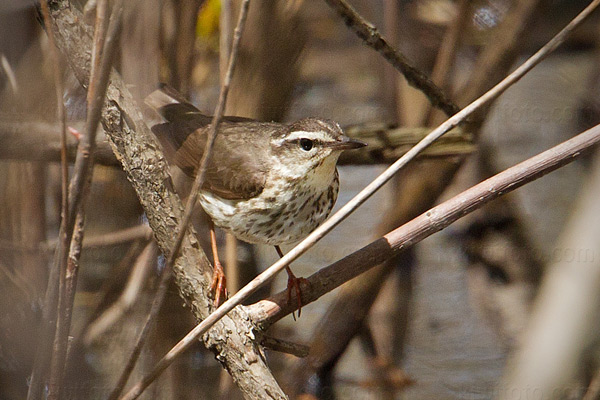 Louisiana Waterthrush Image @ Kiwifoto.com