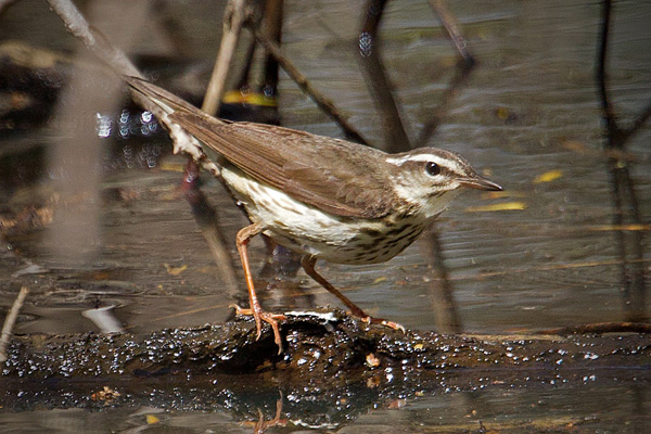 Louisiana Waterthrush Picture @ Kiwifoto.com