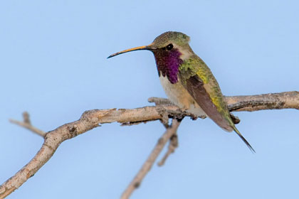 Lucifer Hummingbird