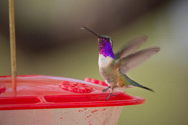 Lucifer Hummingbird Photo @ Kiwifoto.com