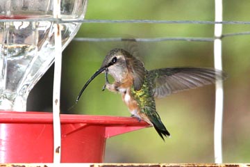 Lucifer Hummingbird Picture @ Kiwifoto.com