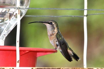 Lucifer Hummingbird Photo @ Kiwifoto.com