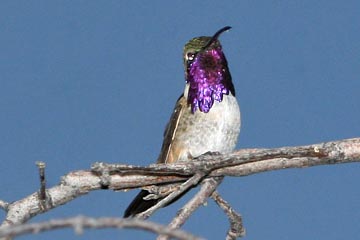 Lucifer Hummingbird Picture @ Kiwifoto.com
