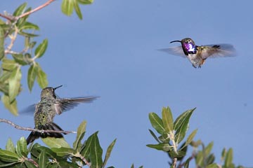 Lucifer Hummingbird Photo @ Kiwifoto.com