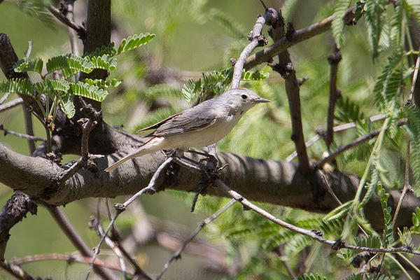 Lucy's Warbler