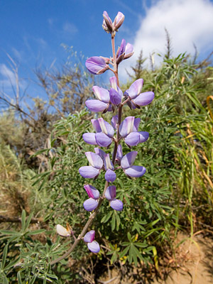 Lupinus Lupine