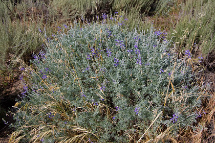 Lupinus Lupine Picture @ Kiwifoto.com