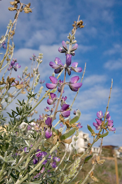 Lupinus Lupine Picture @ Kiwifoto.com