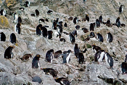 Macaroni Penguin Photo @ Kiwifoto.com