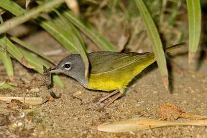 MacGillivray's Warbler