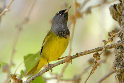 MacGillivray's Warbler Picture @ Kiwifoto.com