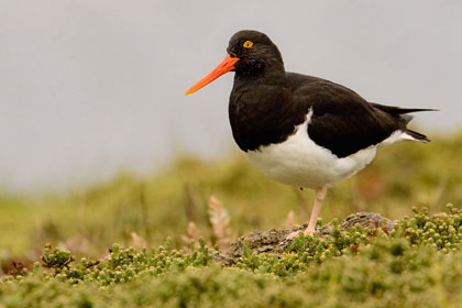 Magellanic Oystercatcher Image @ Kiwifoto.com