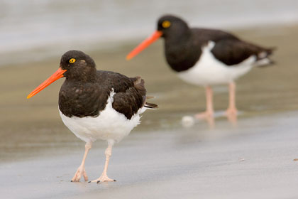 Magellanic Oystercatcher Image @ Kiwifoto.com