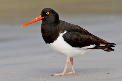 Magellanic Oystercatcher Photo @ Kiwifoto.com