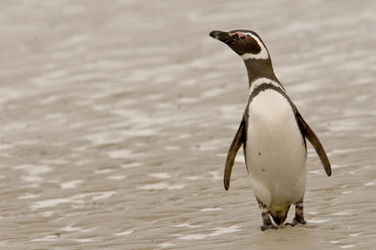 Magellanic Penguin Image @ Kiwifoto.com