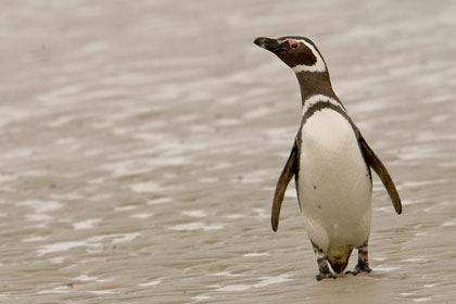 Magellanic Penguin Photo @ Kiwifoto.com