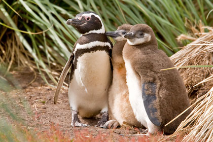 Magellanic Penguin Picture @ Kiwifoto.com