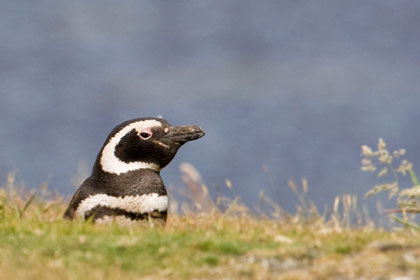 Magellanic Penguin Picture @ Kiwifoto.com