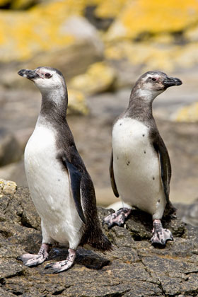 Magellanic Penguin Image @ Kiwifoto.com