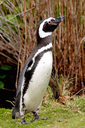 Magellanic Penguin Image @ Kiwifoto.com