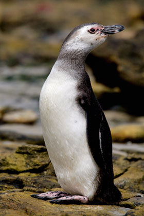 Magellanic Penguin Picture @ Kiwifoto.com