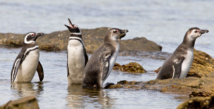 Magellanic Penguin Image @ Kiwifoto.com