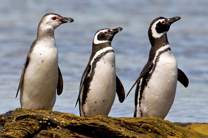 Magellanic Penguin Picture @ Kiwifoto.com