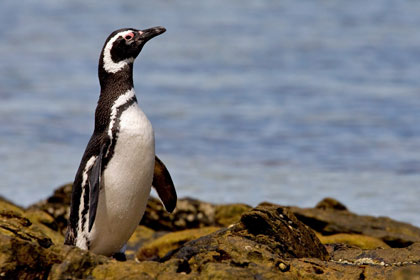 Magellanic Penguin Photo @ Kiwifoto.com