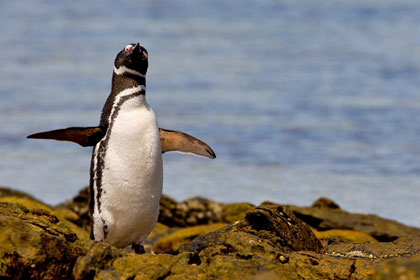 Magellanic Penguin Image @ Kiwifoto.com