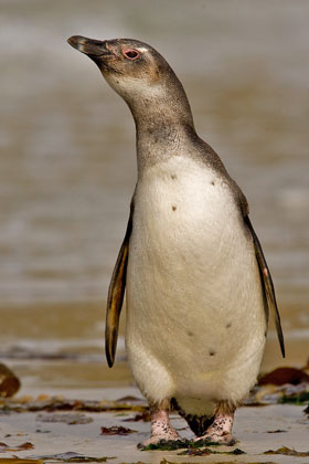 Magellanic Penguin Photo @ Kiwifoto.com