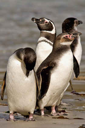 Magellanic Penguin Image @ Kiwifoto.com