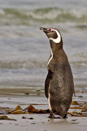 Magellanic Penguin Image @ Kiwifoto.com