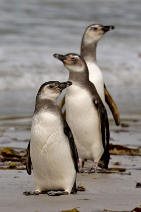 Magellanic Penguin Image @ Kiwifoto.com