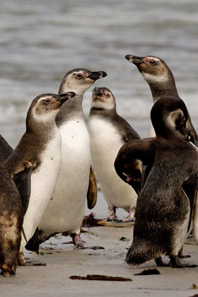 Magellanic Penguin Picture @ Kiwifoto.com