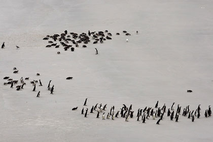 Magellanic Penguin Image @ Kiwifoto.com