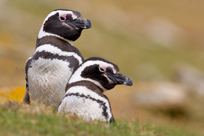 Magellanic Penguin Picture @ Kiwifoto.com