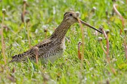 Magellanic Snipe Image @ Kiwifoto.com