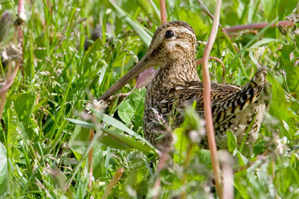 Magellanic Snipe Image @ Kiwifoto.com