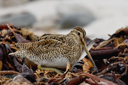 Magellanic Snipe Picture @ Kiwifoto.com