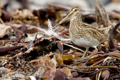 Magellanic Snipe Image @ Kiwifoto.com