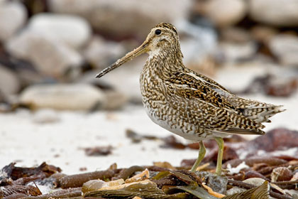 Magellanic Snipe Photo @ Kiwifoto.com