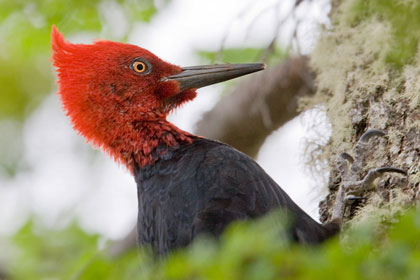 Magellanic Woodpecker