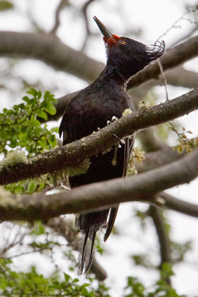 Magellanic Woodpecker Image @ Kiwifoto.com