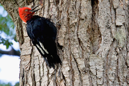 Magellanic Woodpecker Image @ Kiwifoto.com