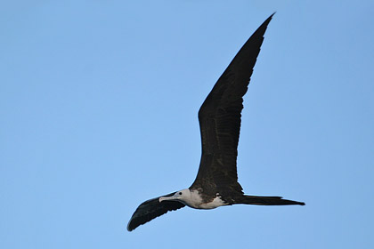 Magnificent Frigatebird Picture @ Kiwifoto.com