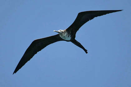 Magnificent Frigatebird Picture @ Kiwifoto.com