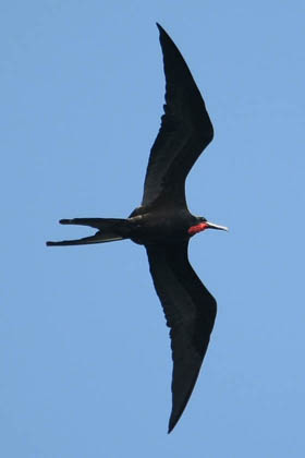 Magnificent Frigatebird Picture @ Kiwifoto.com